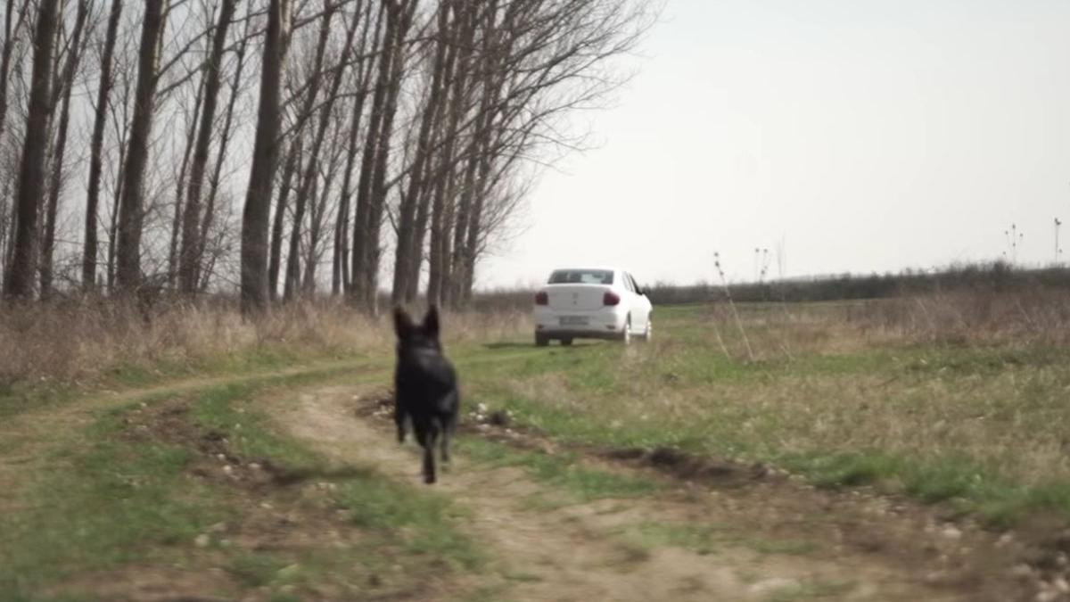 politia romana prevenire abandon animale de companie