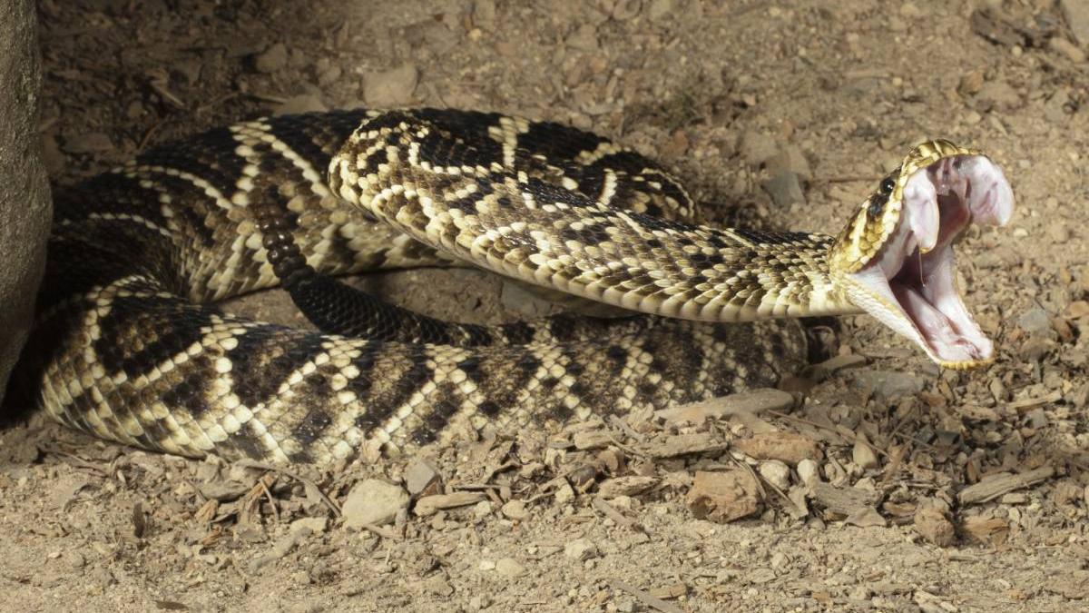 pui de vipera toaleta cladiri birouri drobeta turnu severin