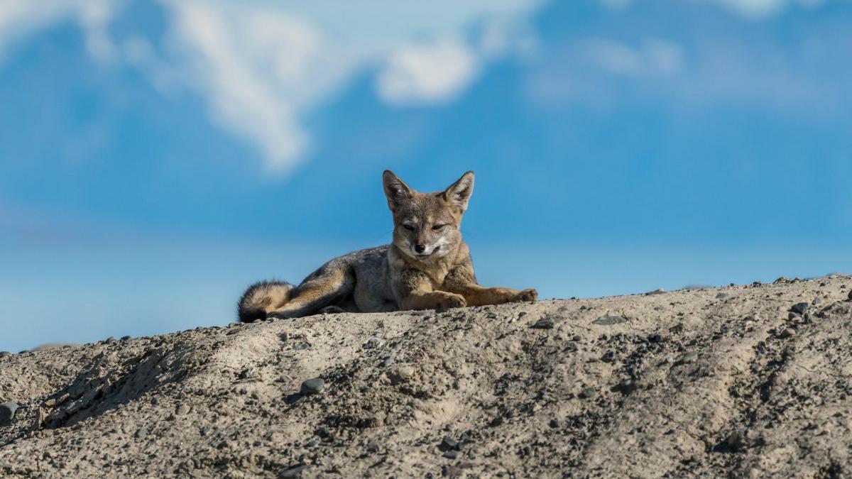 sireata hoata cercetatori britanici cel mai bun prieten al omului caini