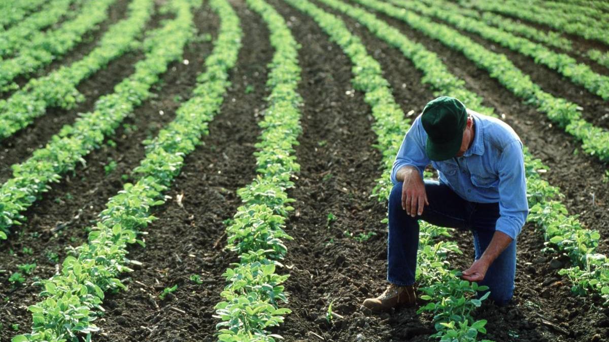 afacere succes romani bihor cultivare leguma neobisnuita sparanghel