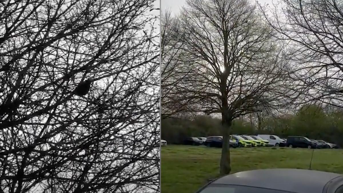 pasare sunet masina politie infractori cuib