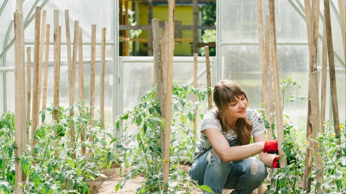 plantare rosii tomate gradina recolta