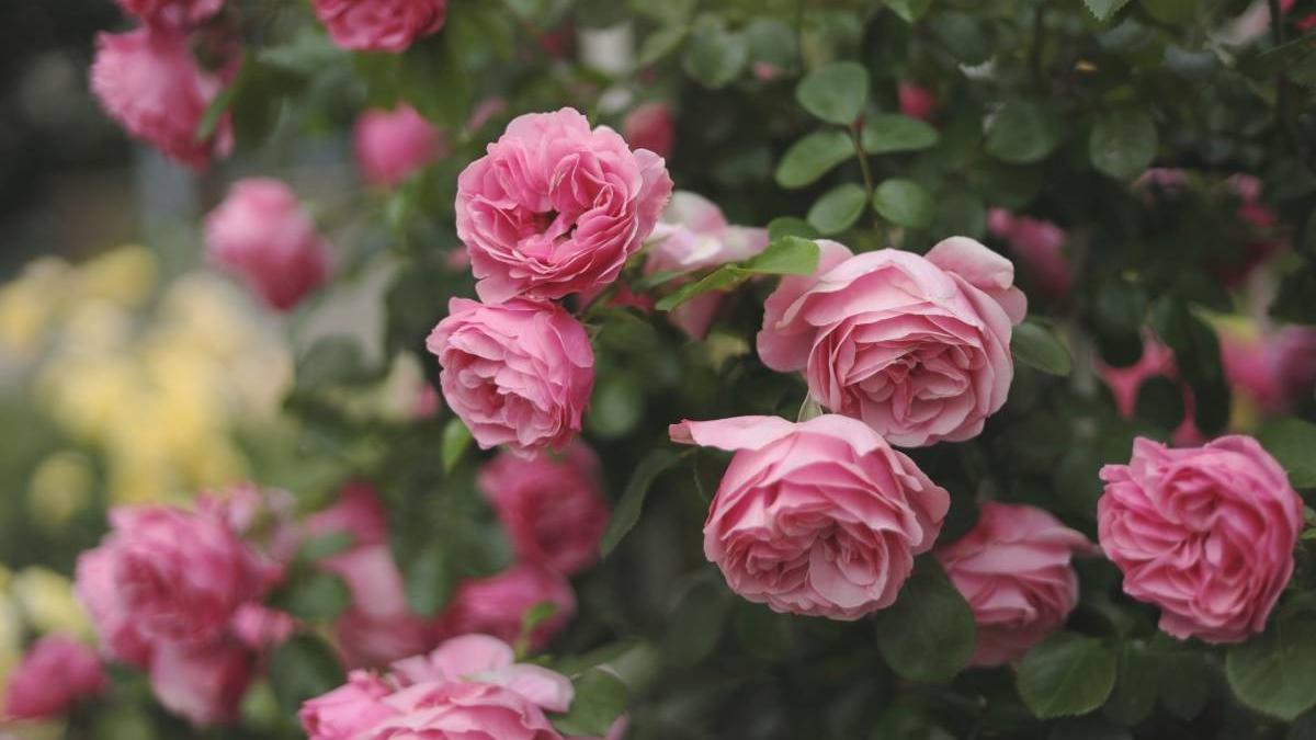 ritual flori trandafir atrage bani dragoste adevarata