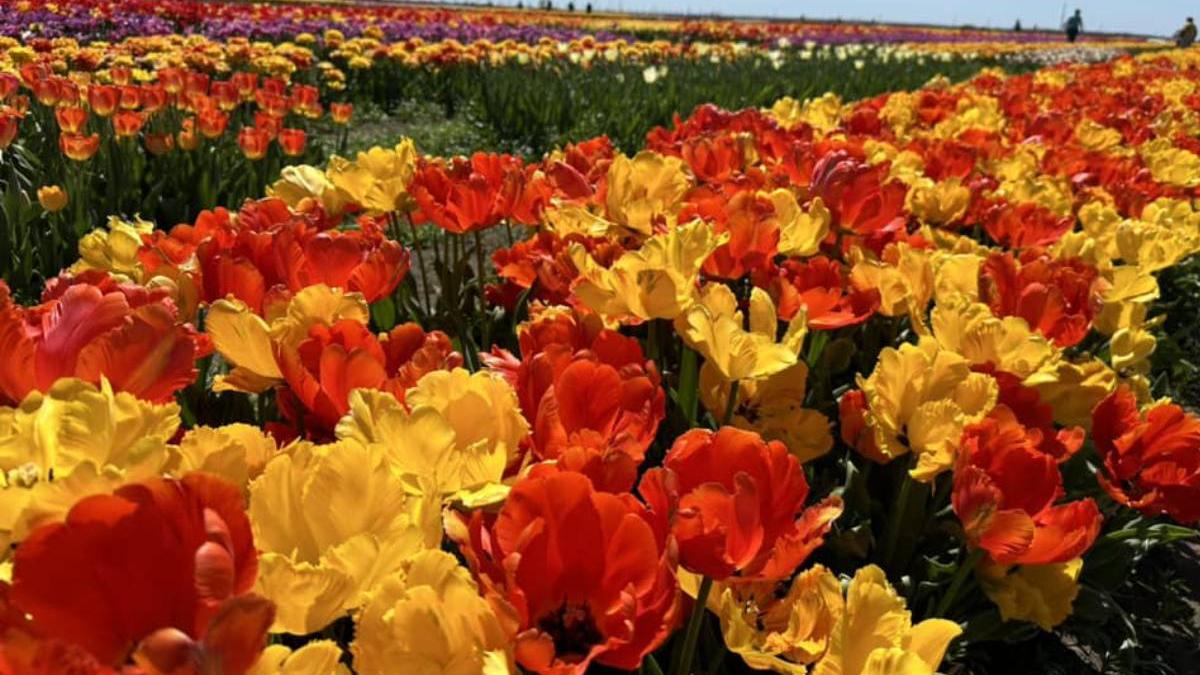 camp un milion de lalele romania dambovita patroaia deal