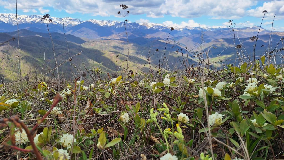floare rara munti iedera alba amenda