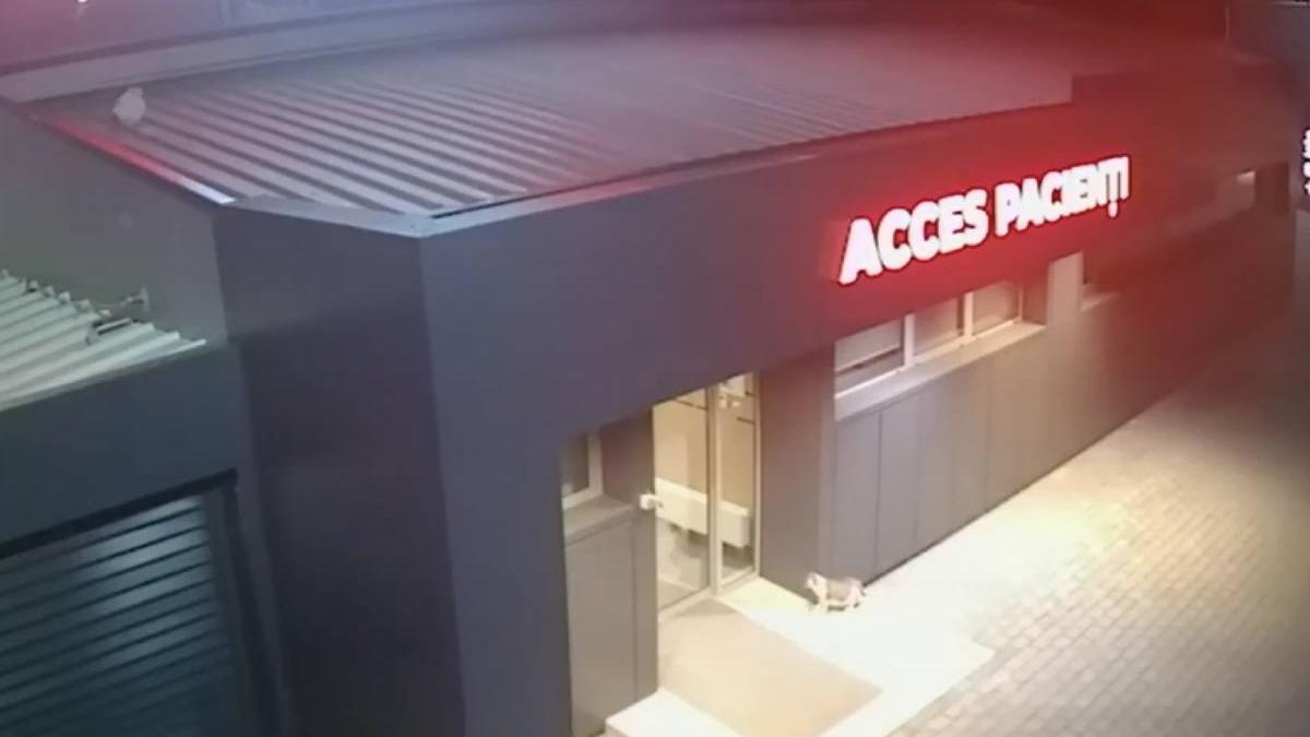 pisica iasi mers singura la spital sa nasca puii