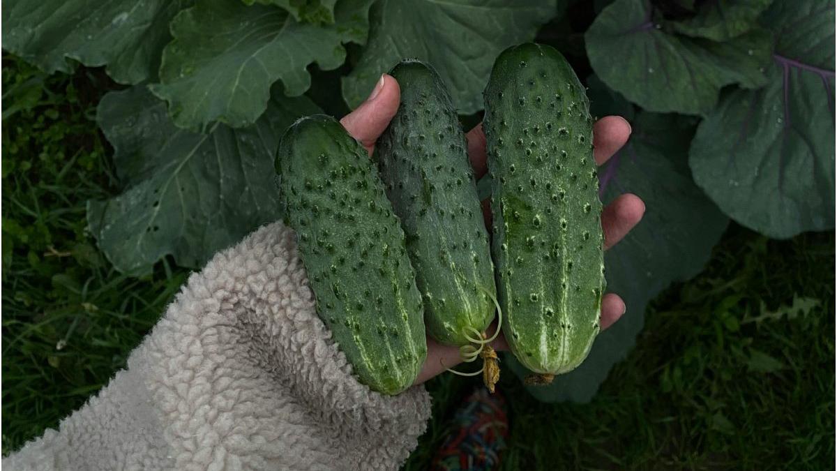 perioada ideala pentru a planta castraveti