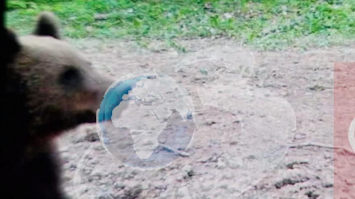 urs ciolpani mesaj ro alert