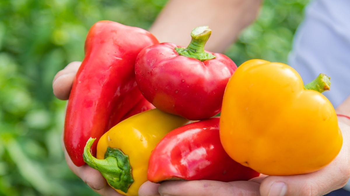 cum sa obtii recolta bogata ardei mari dulci carnosi ghid complet gradinari pasionati