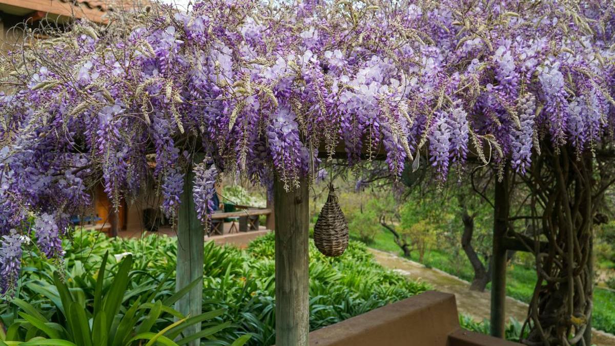 manastire romania floare peisaj rupt din rai glicina ghighiu prahova