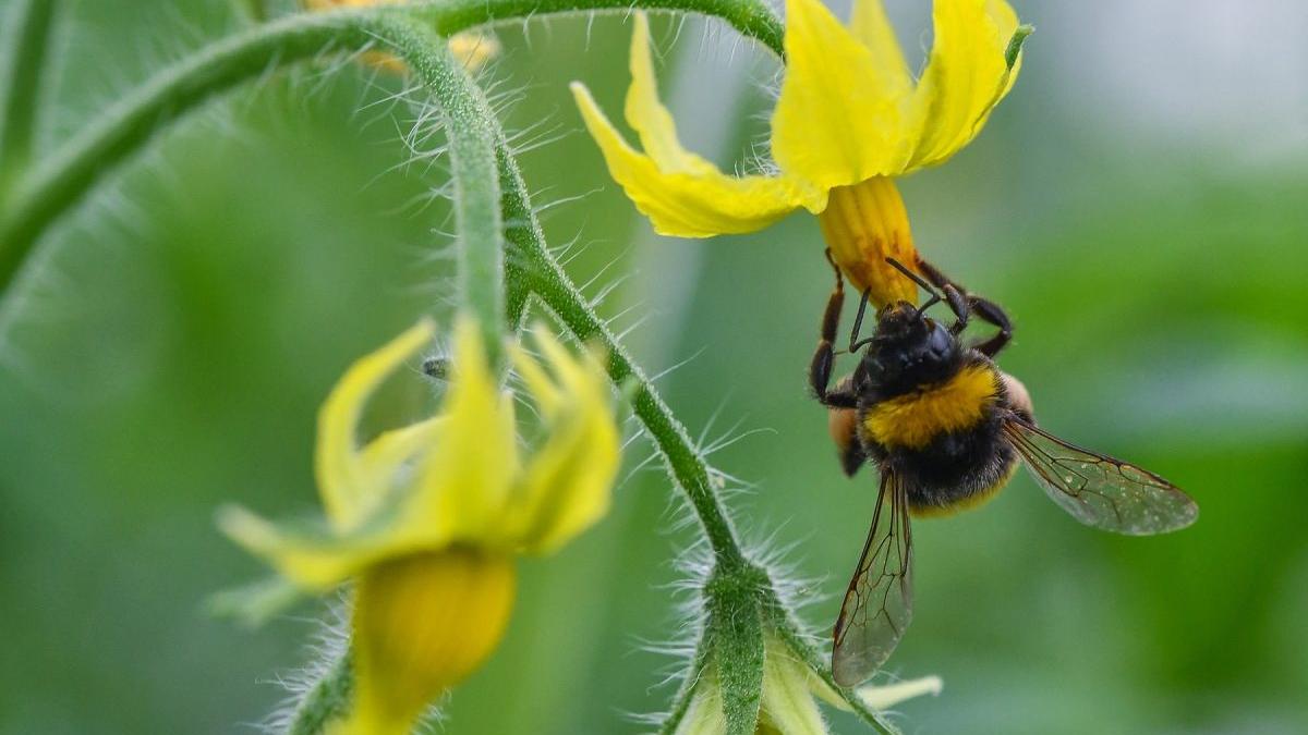 metoda ieftina eficienta combatere daunatori sere rosii romani