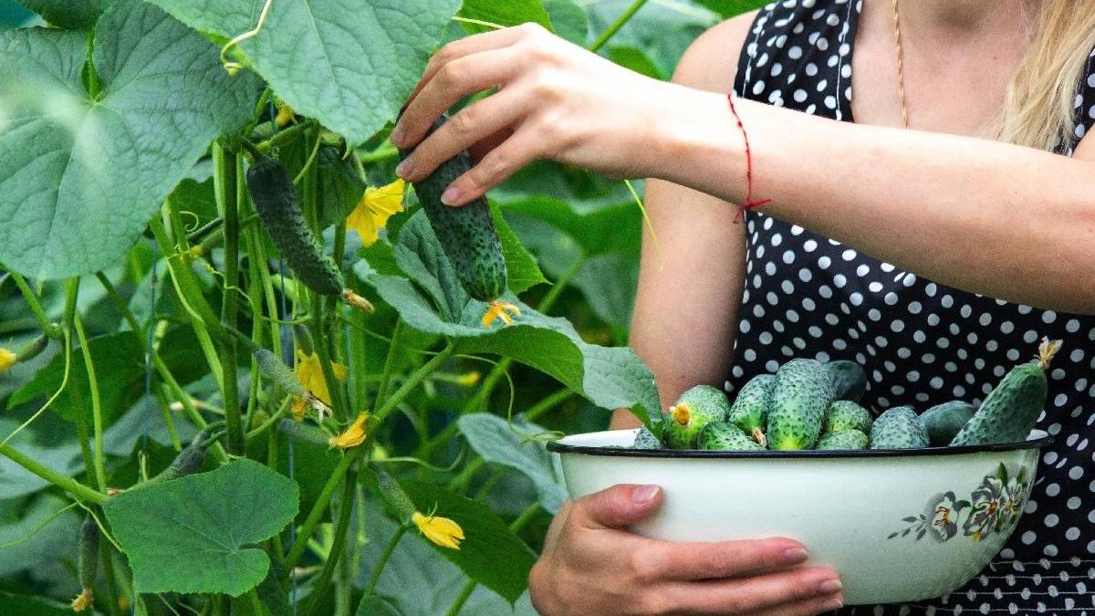 plantarea castravetilor gradina pasi urmat recolta bogata