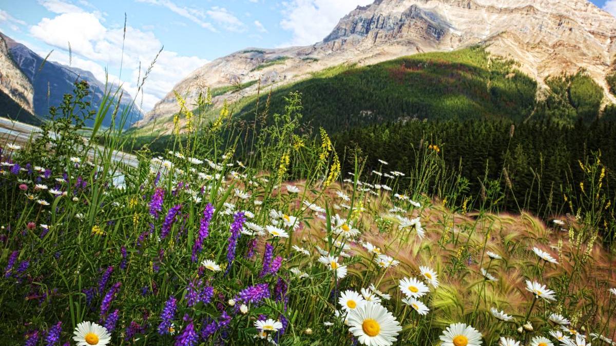 bujor romanesc legende floare crescuta din sangele eroilor moldoveni