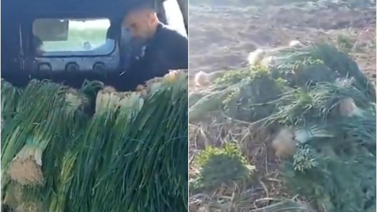 fermieri romani recolta gunoi samsari piete 20 bani legatura ceapa