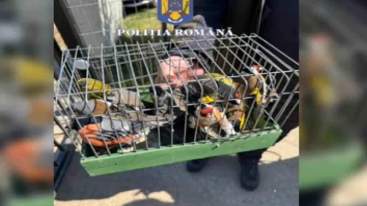 politisti ilfov pasari din specii protejate