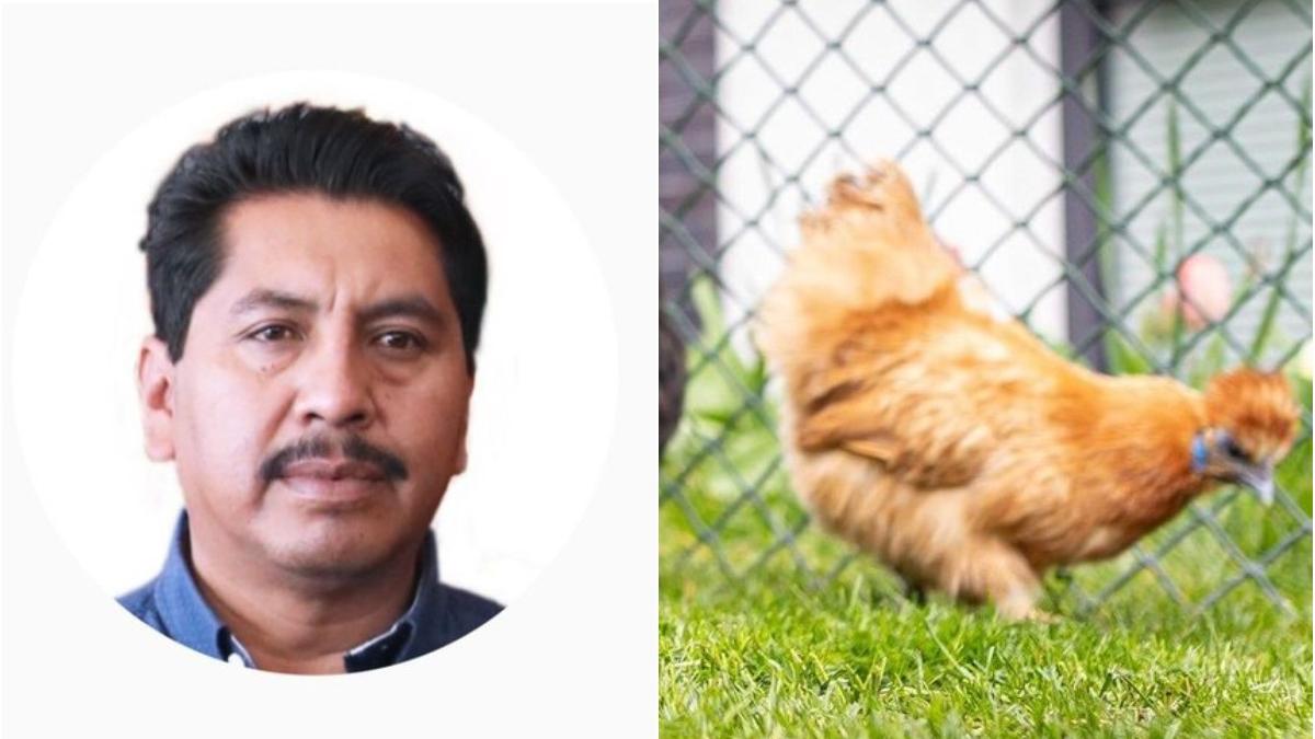 traditii trebuie respectate gaina sacrificata cutit in direct parlament mexic