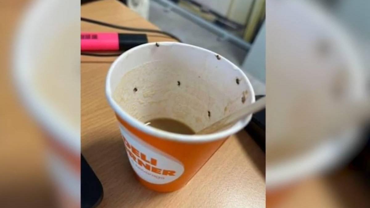 cafea cu insecte aeroport mallorca spania