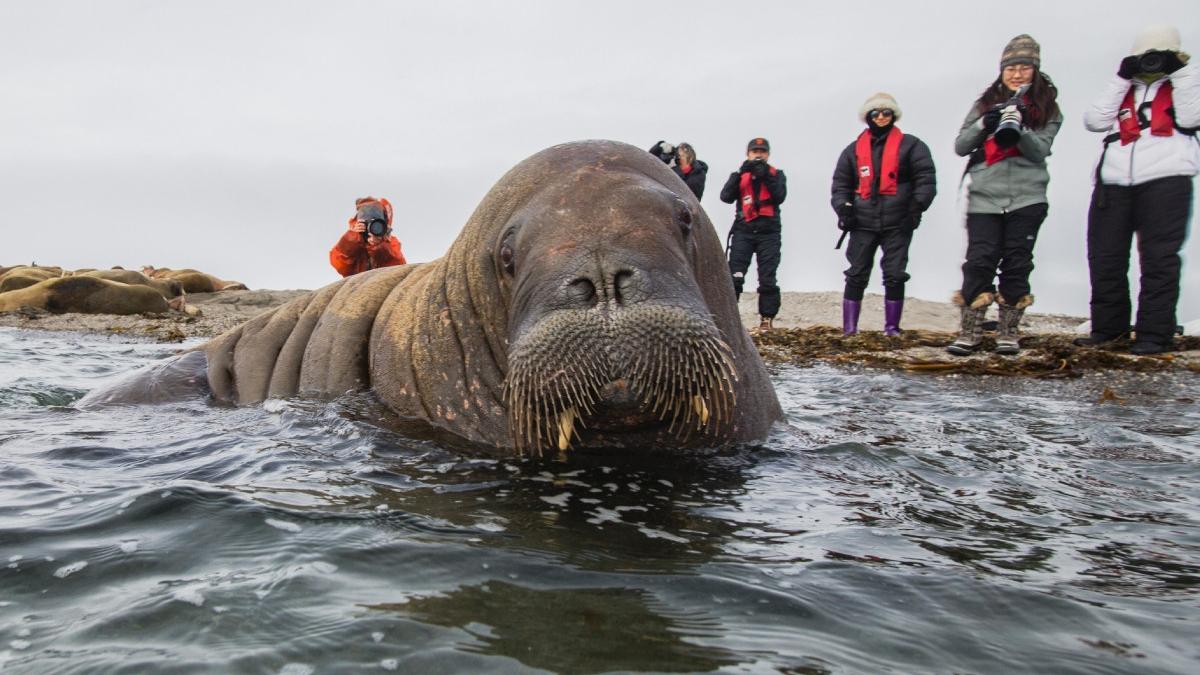 amenda turist morsa svalbard norvegia