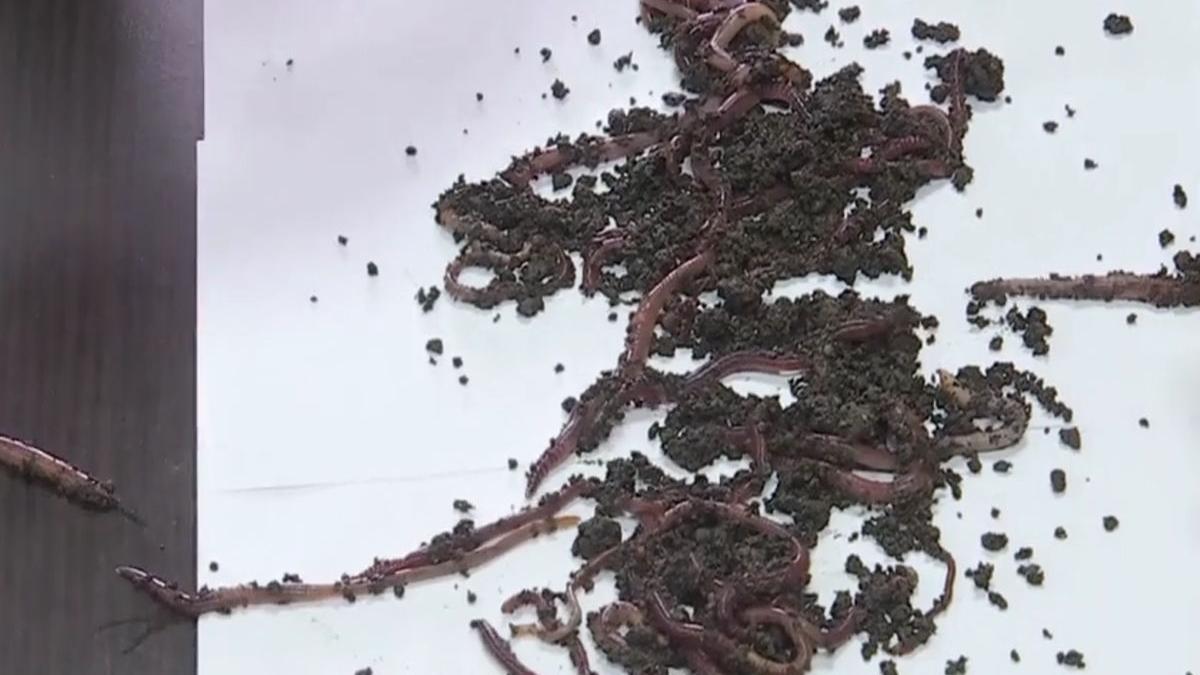 buzau fabrica ingrasaminte organice rame biohumus