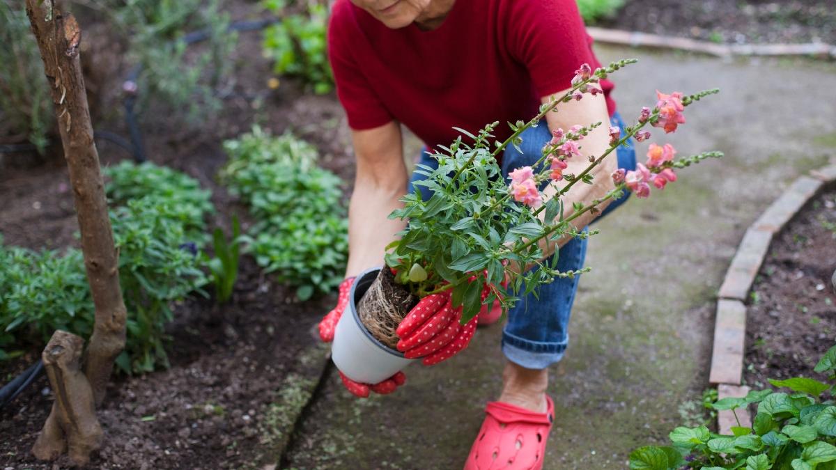 pensionara brasov amenda plantat flori gradina blocului