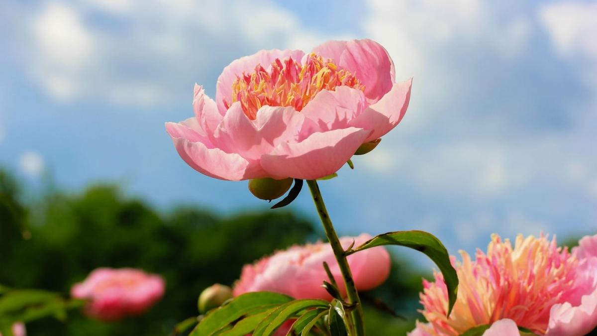 vremea se incalzeste in toata tara anm prognoza meteo actualizata