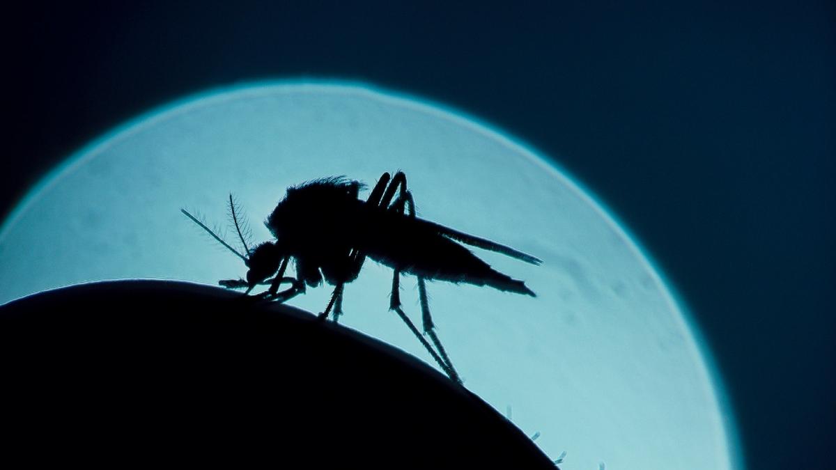 tratamentele combaterea tantarilor bucuresti