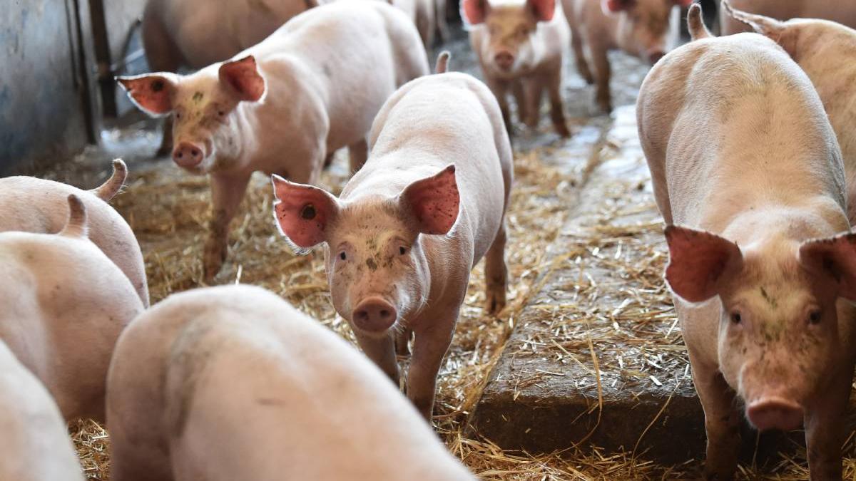 alerta pesta porcina judet romania animale sacrificate ferma