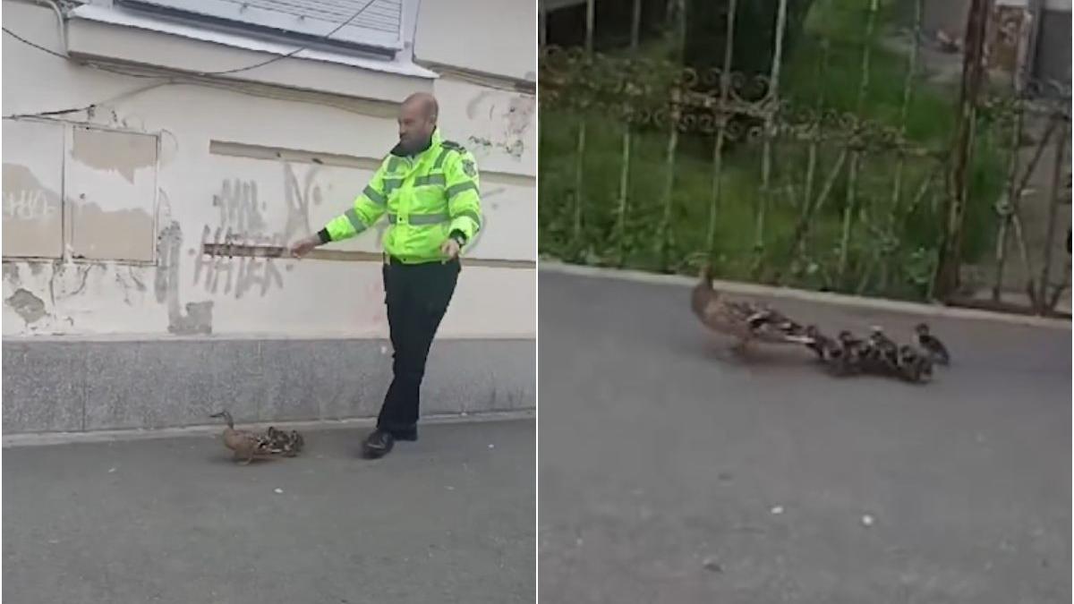 politist cluj salveaza rata si boboci