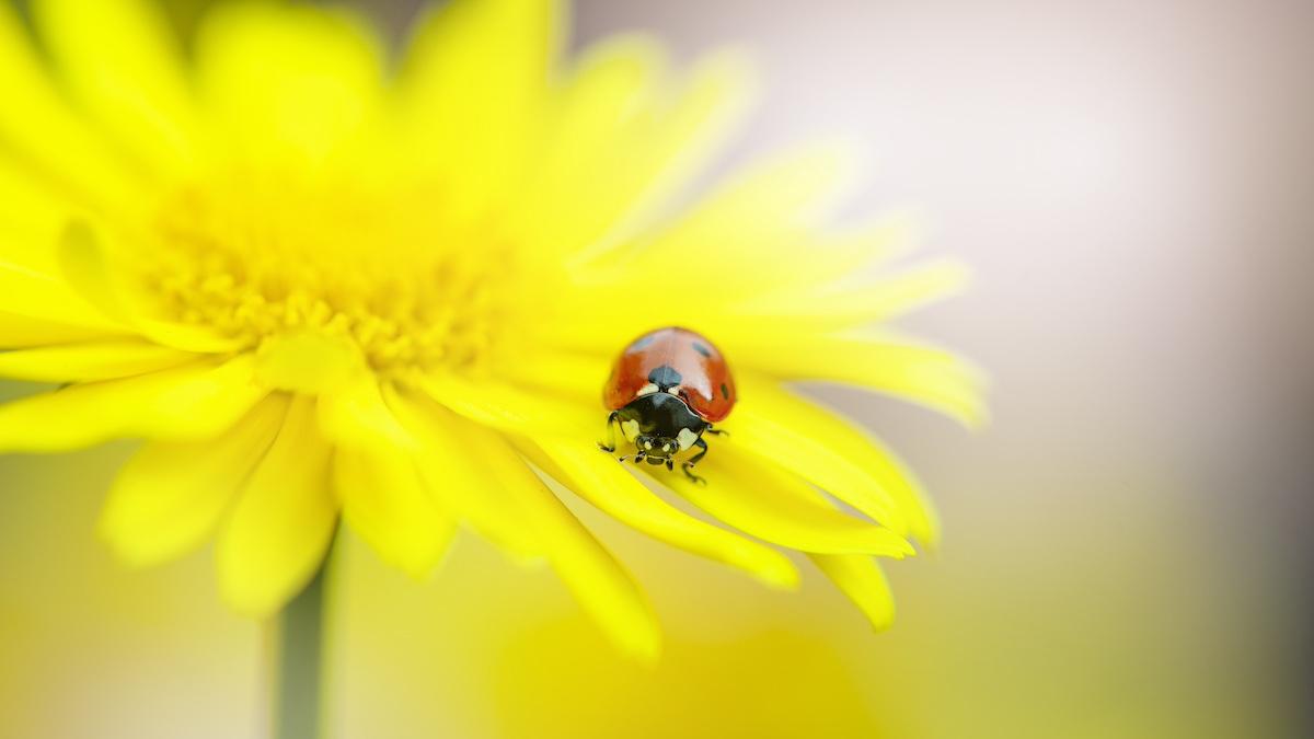 prognoza meteo vremea mai 2024