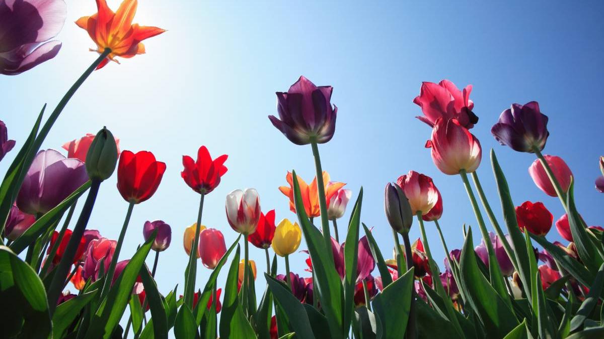 camp 13 000 lalele romania