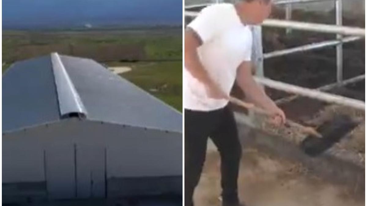 ferma de vaci ultramoderna porumbacu de sus romani intorsi din anglia