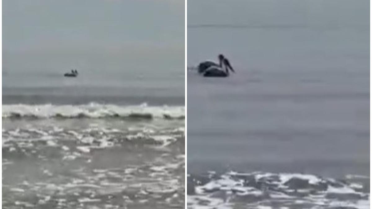 marea neagra card de pelicani surprins de turisti navodari