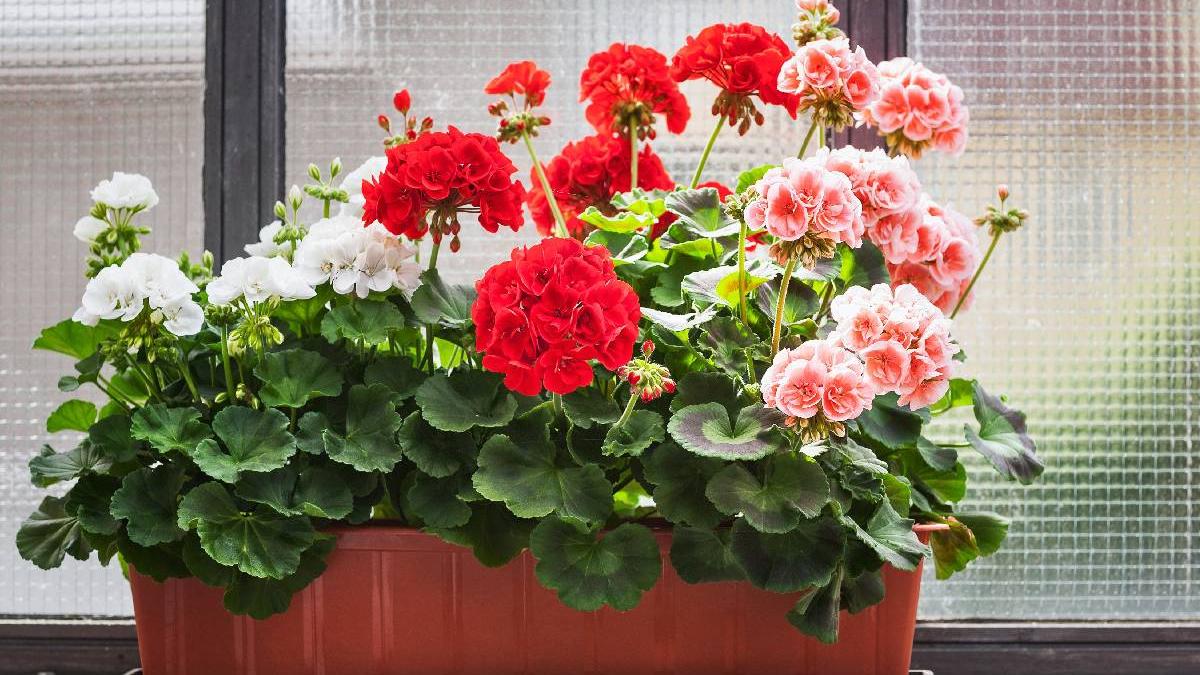 solutie naturala uzi muscate luna mai pline flori toata vara