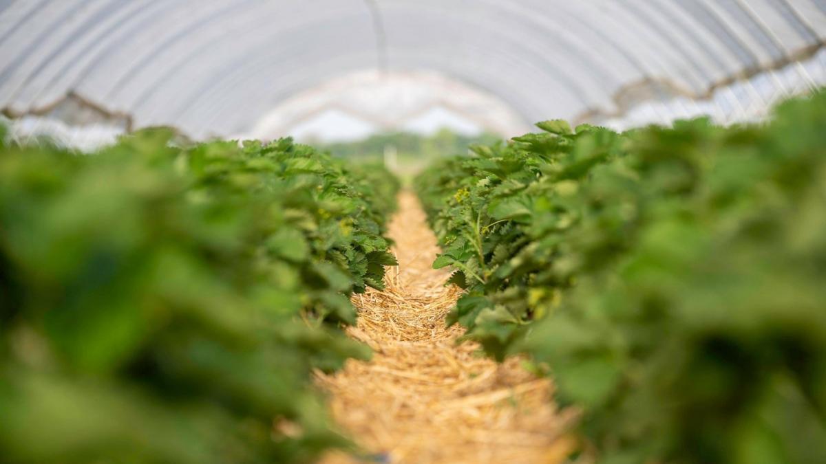 afacere roman dat lovitura satu mare fruct 170 grame 20 lei