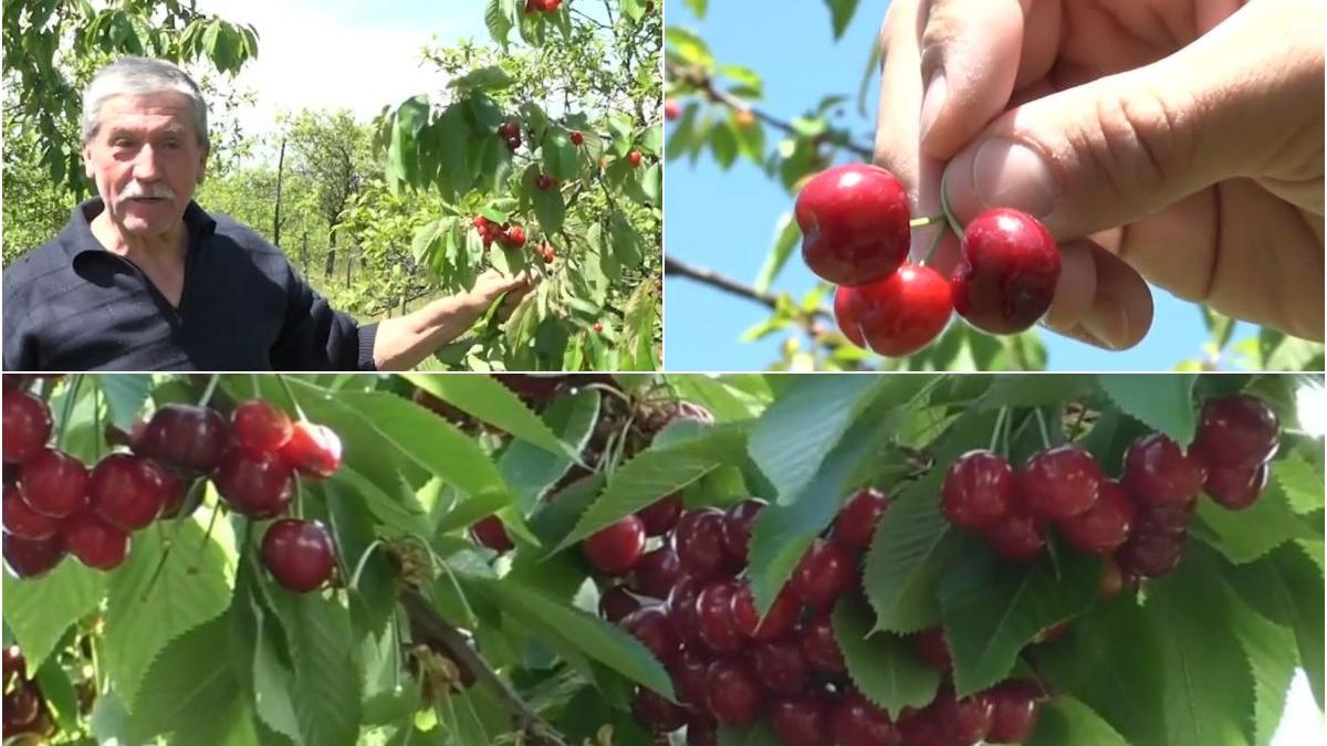 cirese mai pret kilogram producator