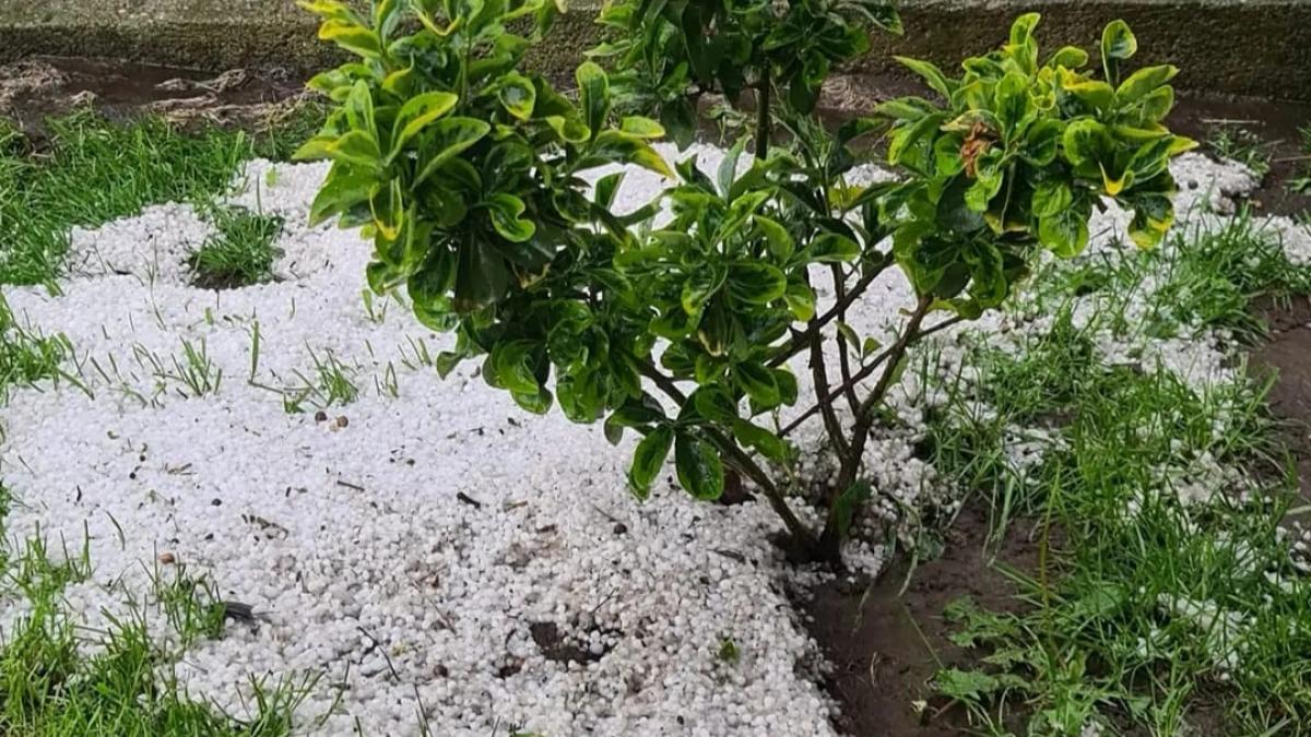 Fermierii cer sisteme antigrindină după vijeliile devastatoare de Paște