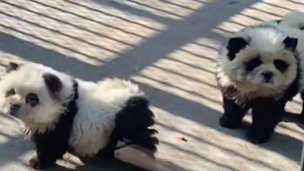 gradina zoologica caini ursi panda