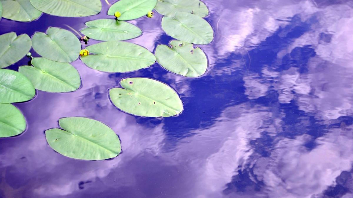 natura dintre ape a doua editie proiect apa nova colaborare educatie privata