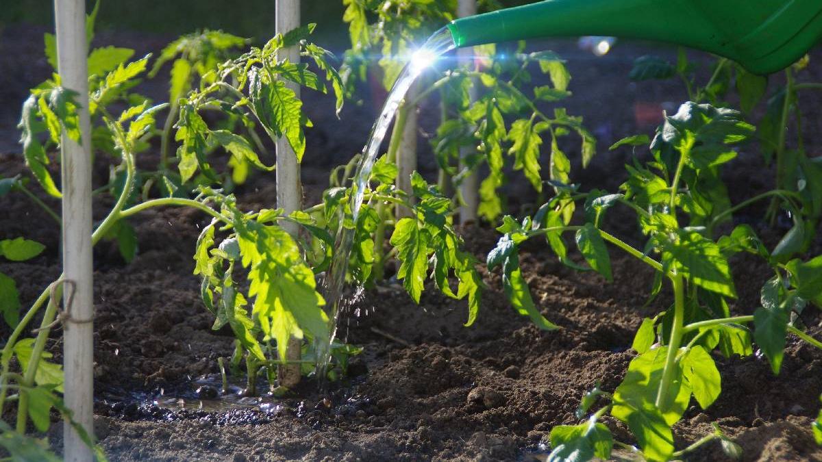 secret rosii mari gustoase amestec natural gradinari stimulare plante