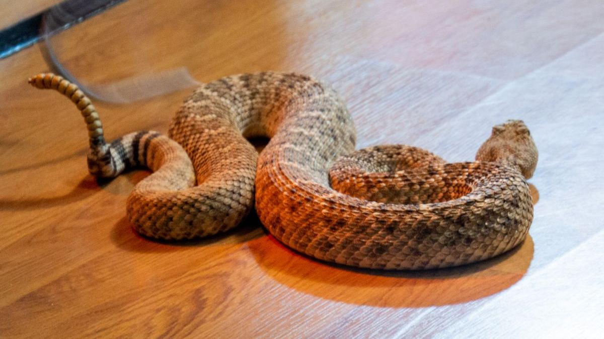 tanar gasit mort apartament crestea vipere drobeta turnu severin