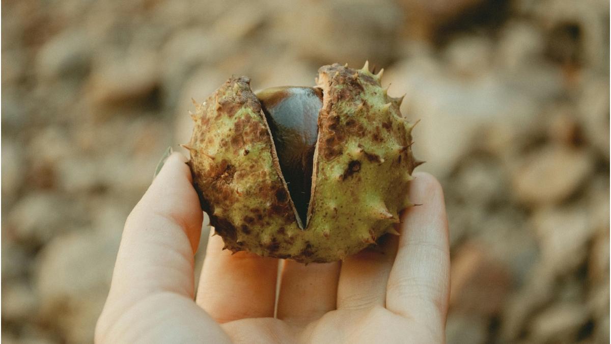 1 000 castani comestibili plantati feliceni harghita pomi livada