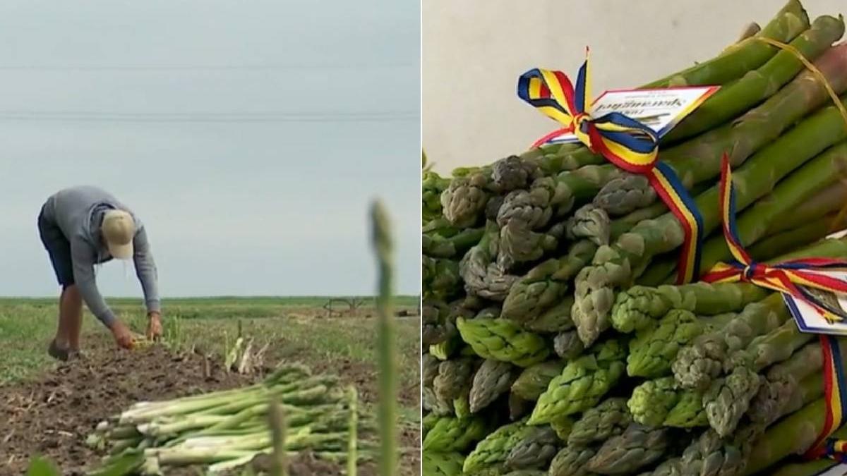 sparanghel amara profit urias cultura