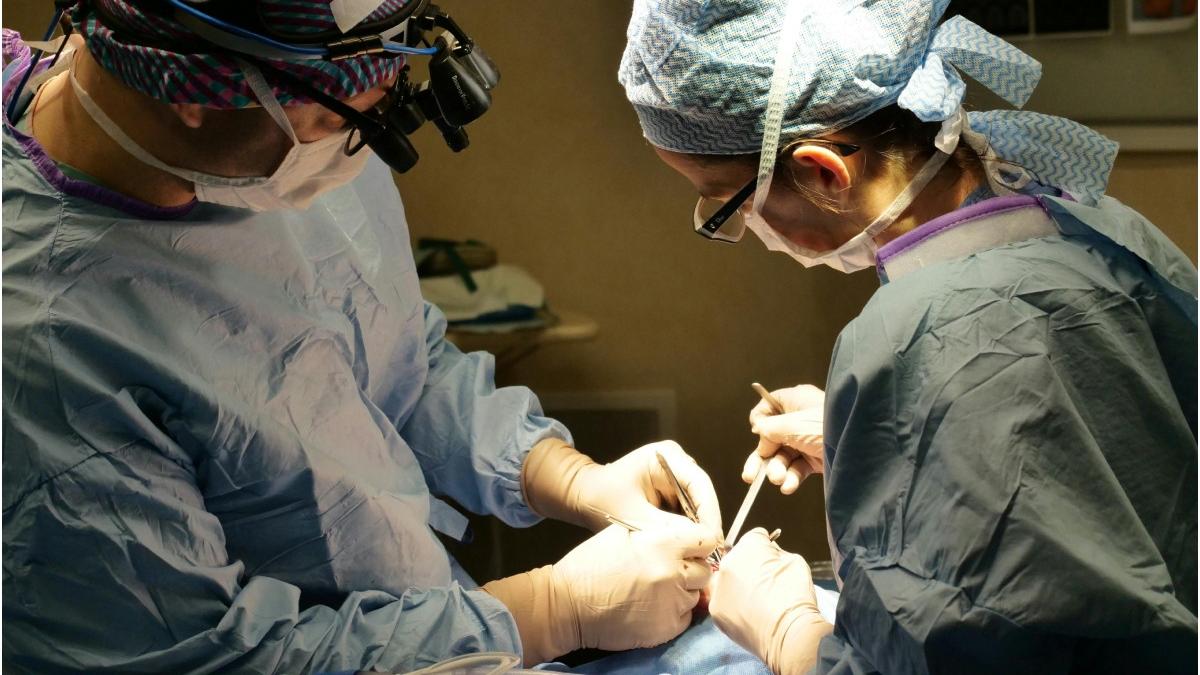 barbat mort transplant rinichi de porc