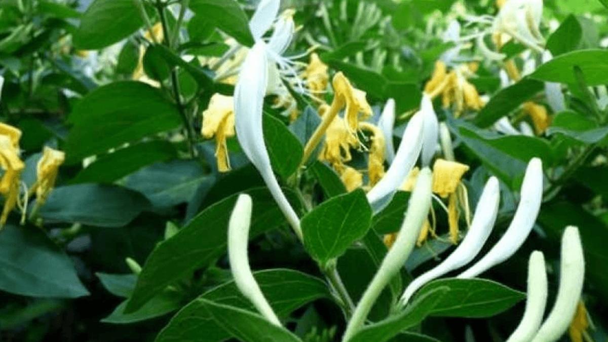 beneficii sanatate planta mana maicii domnului