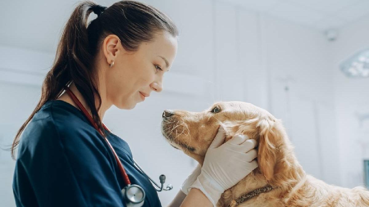 ziua nationala medicului veterinar eveniment fii veterinar pentru o zi