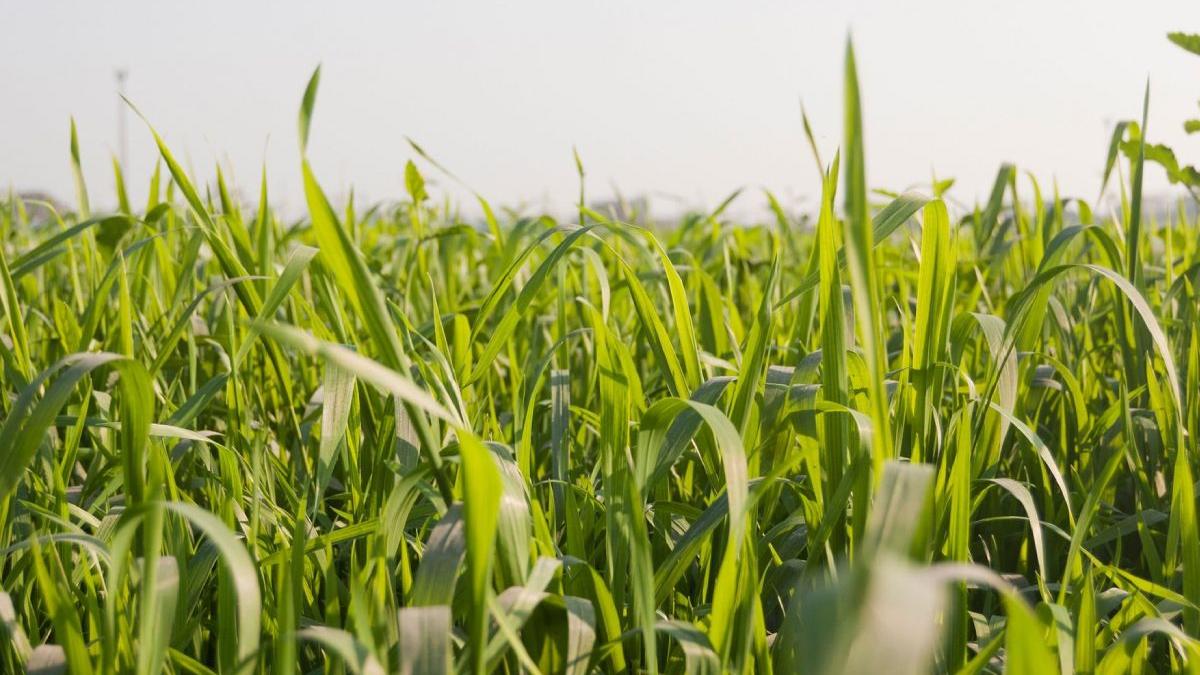 agricultura productia interna prioritati guvernul ciolacu miliarde alocate de executiv