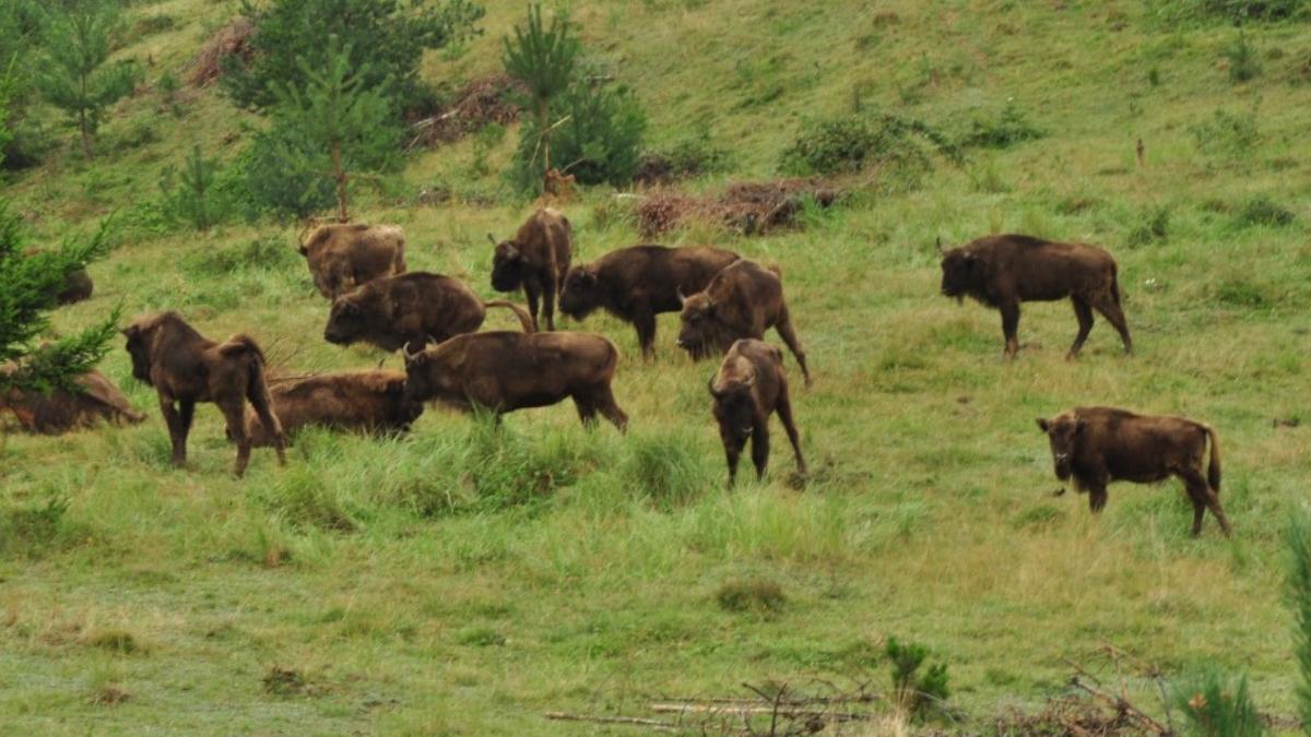 zimbrii romania pot absorbi co2 produs 2 milioane masini an