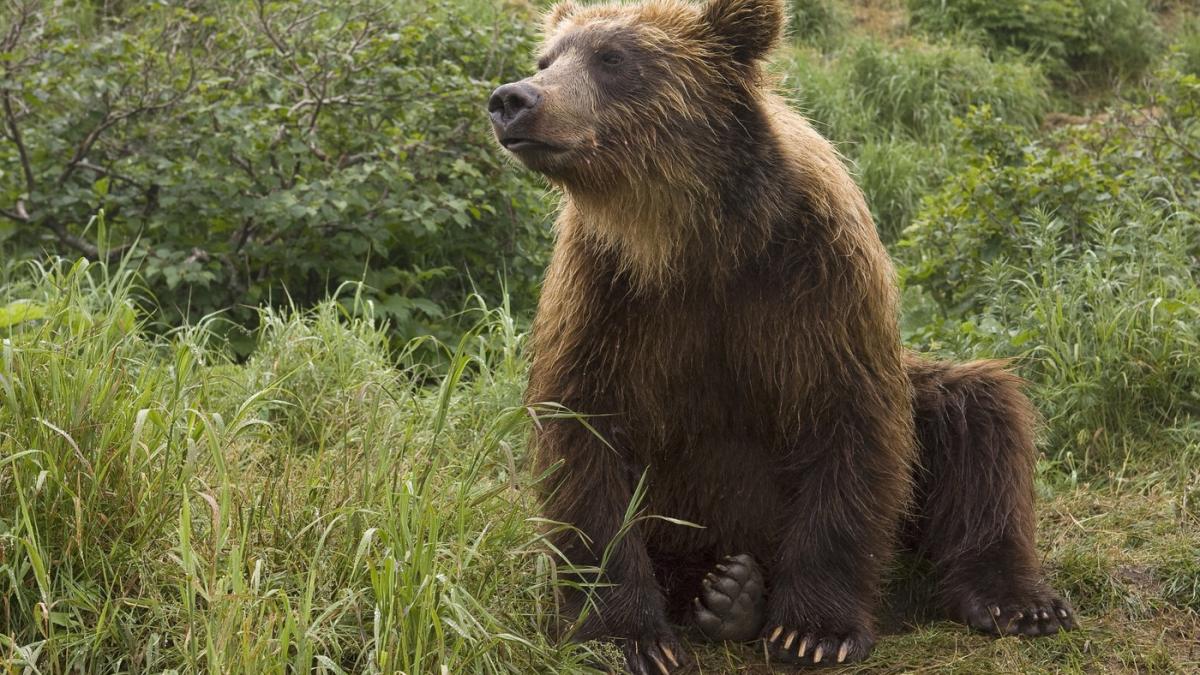 imagini cu primele containere anti urs montate in romania