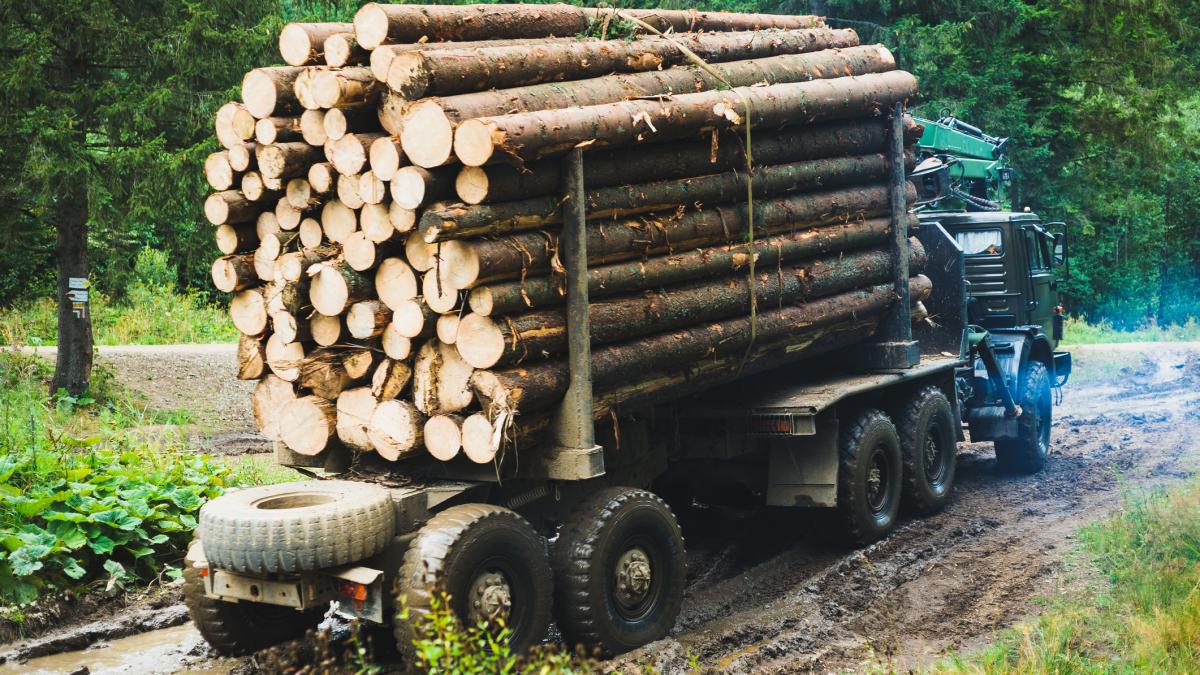 barbat retinut politie fals informatt aplicatie inspectoratul padurii
