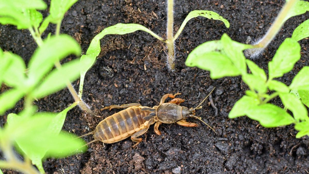 metoda naturista fermier combaterea coropisnitelor plante gradina